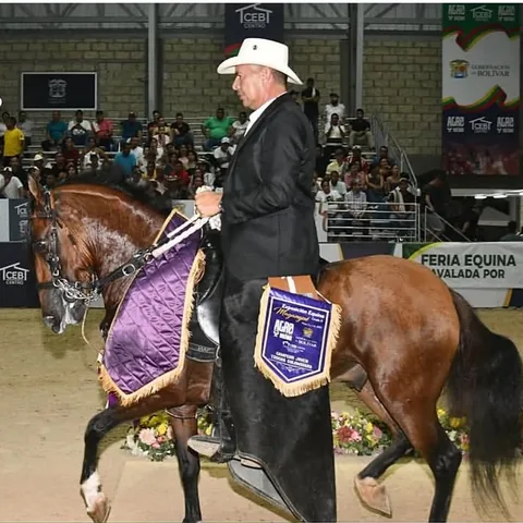 Caballo castaño campeón con gualdrapa morada