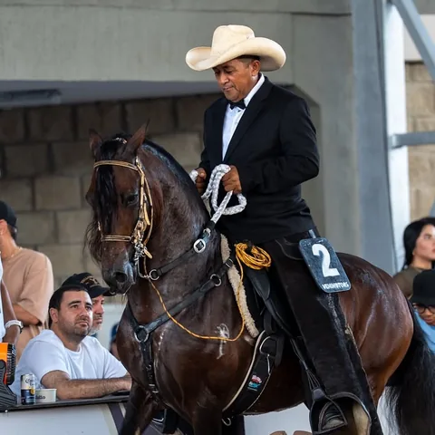 Jinete con caballo castaño oscuro, número 2, en pista