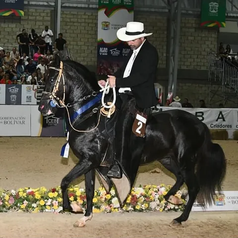 Caballo negro en exhibición en pista